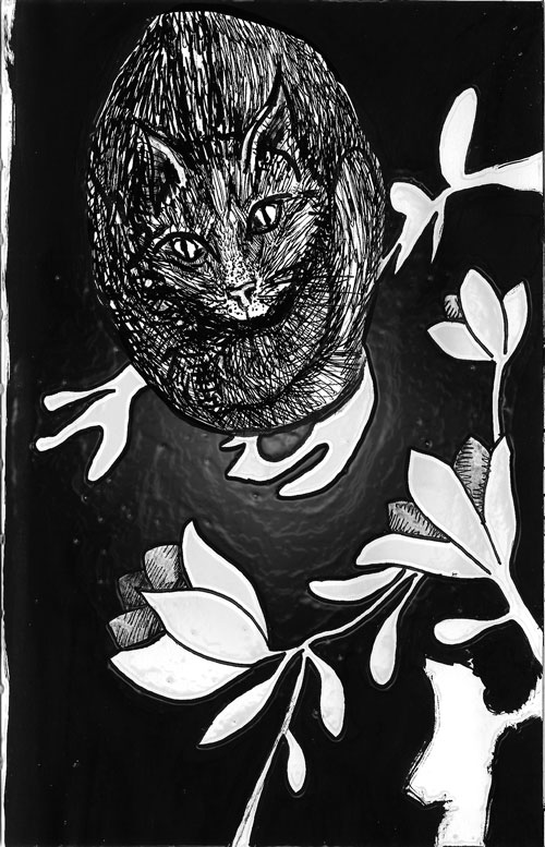 A-CAT-FROM-ABOVE