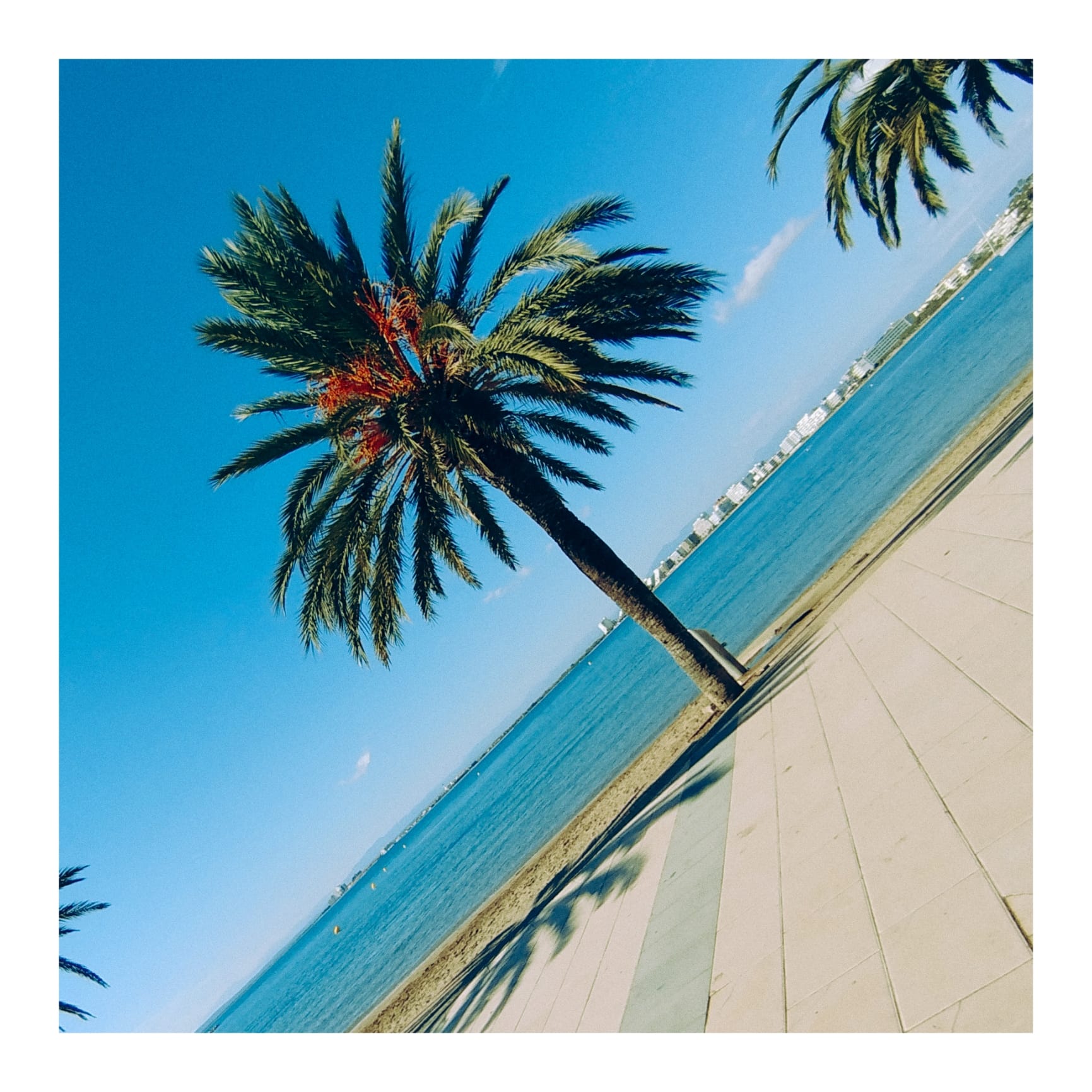 ROSES PALMERA